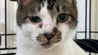 どんちゃん | 非営利型一般社団法人アニウェル北海道